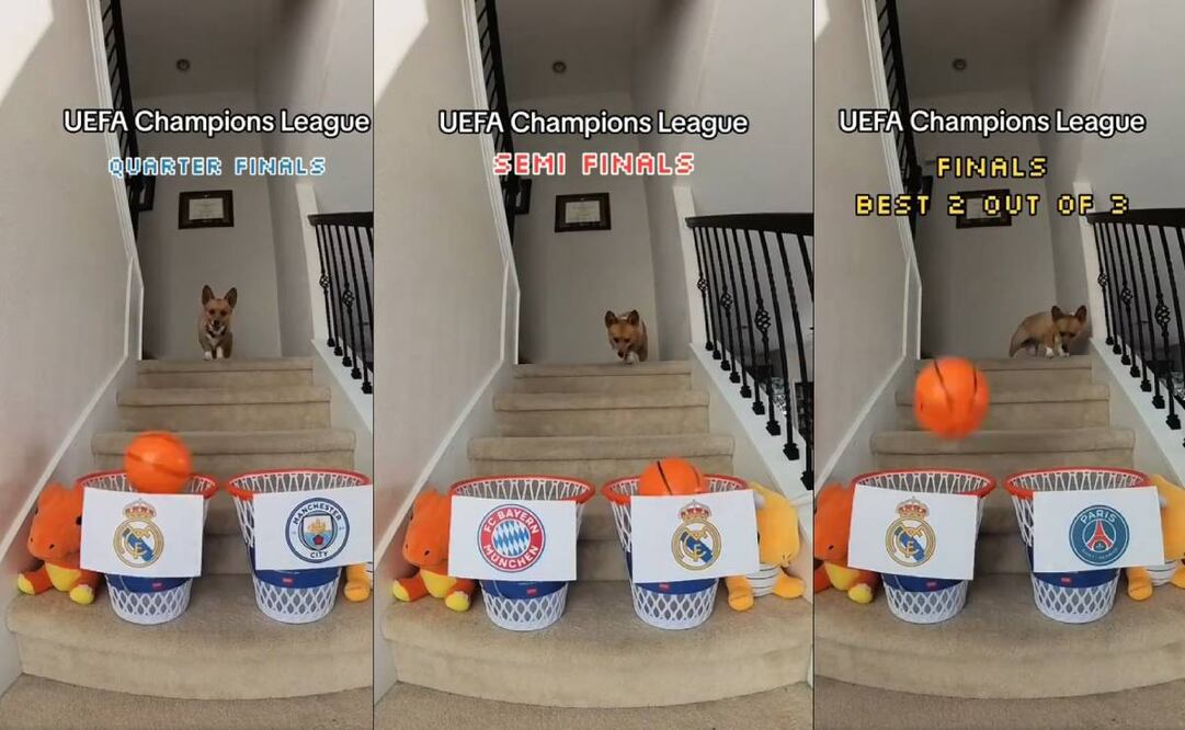 Un perro ya pronosticó que el Real Madrid será el campeón de la Champions League. Foto: Especial