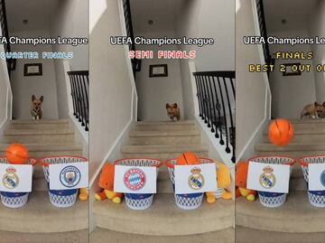 Un perrito pronosticó que Real Madrid llegará a la Final de Champions League ante el PSG y la van a ganar