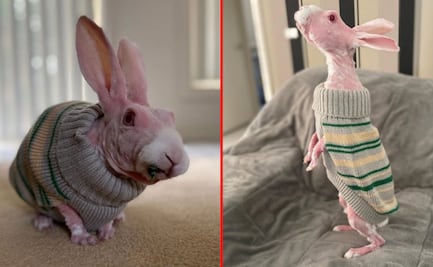 El extraño conejo sin pelo que se salvó de la muerte
