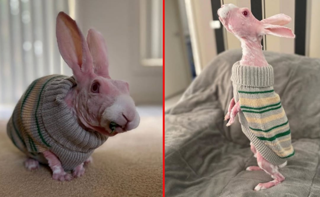 Fotos: Instagram @mrbigglesworthrabbit