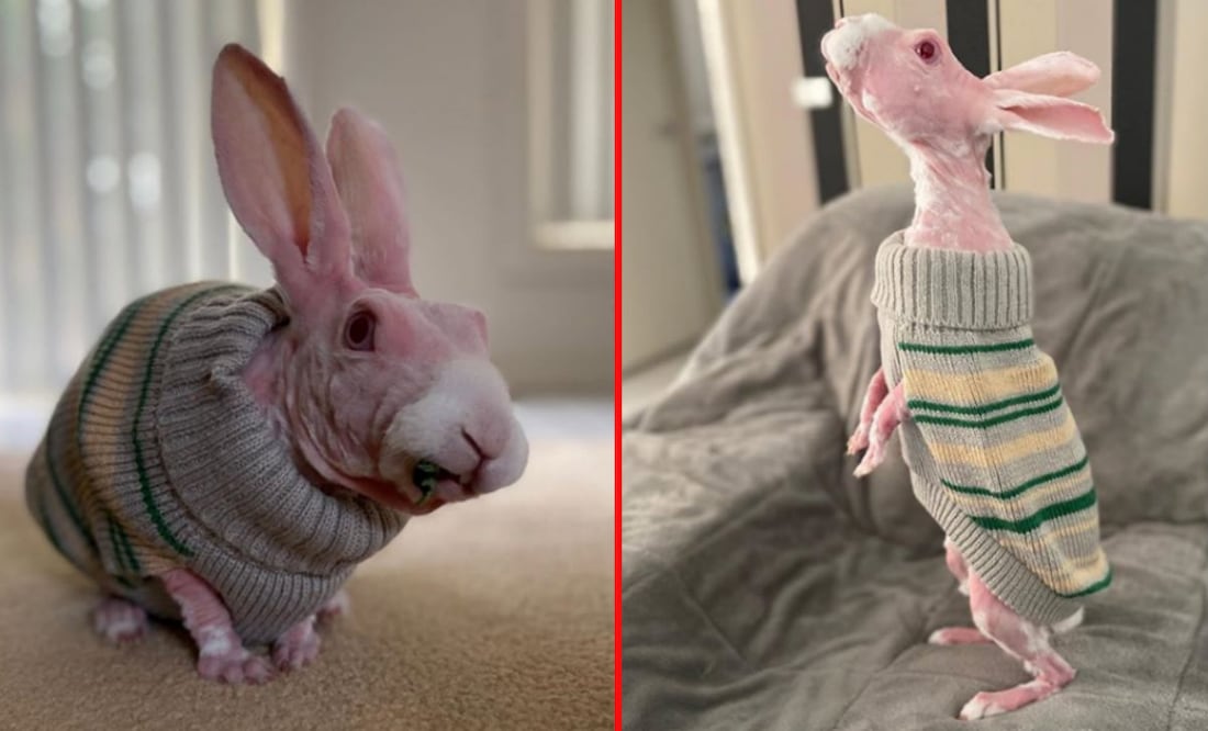 Fotos: Instagram @mrbigglesworthrabbit