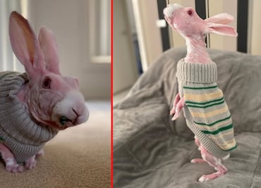 El extraño conejo sin pelo que se salvó de la muerte