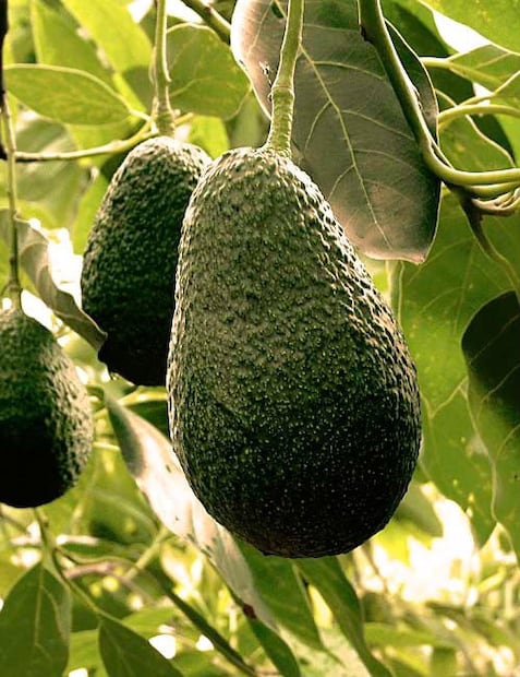 Aguacate, el fruto mexicano con más de 7 mil años de antigüedad
