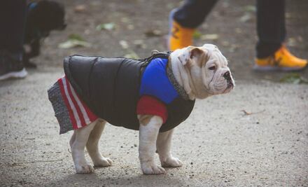 10 ideas para que tu perro NO pase frío