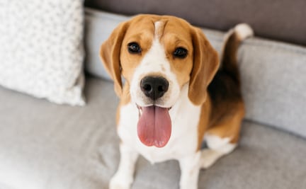 Las 10 razas de perros más desobedientes