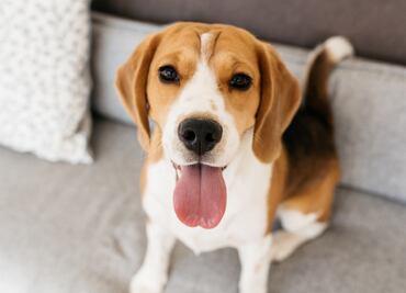 Las 10 razas de perros más desobedientes