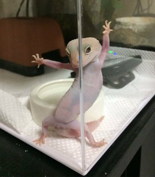 10 increíbles aventuras del gecko que conquistó al Internet