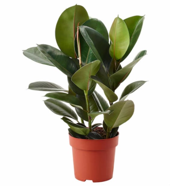 8 plantas que absorben el calor de tu casa