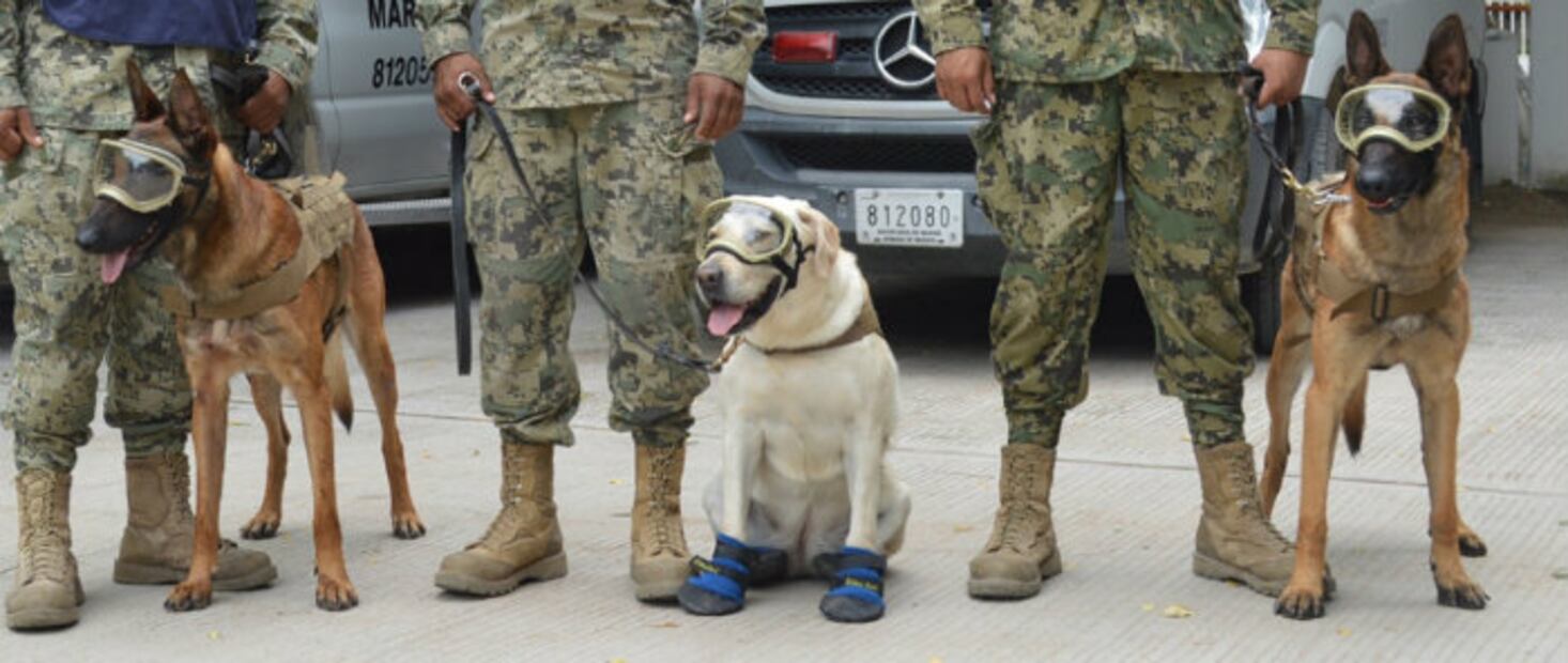 ¡Héroes de cuatro patas! Los perros rescatistas que nos han robado el corazón