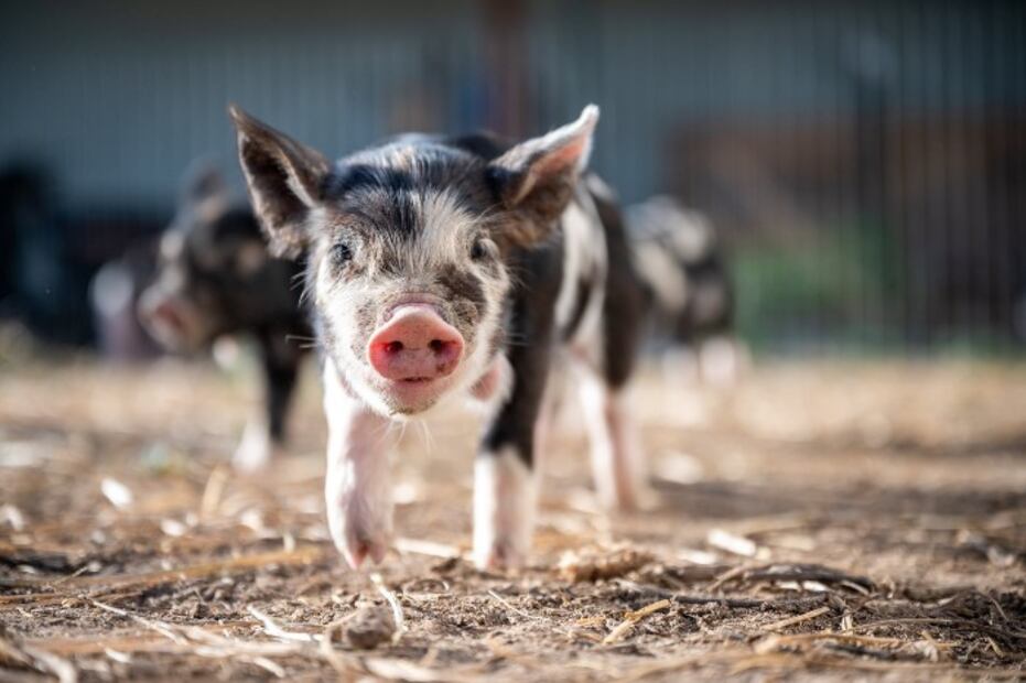 ¿Qué alimentos puede y no puede comer un mini pig?