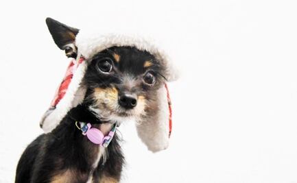 Video: UNAM advierte que NO se debe humanizar a las mascotas