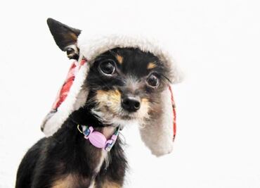 Video: UNAM advierte que NO se debe humanizar a las mascotas