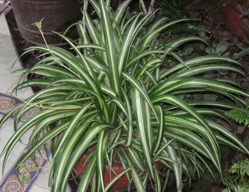 8 plantas que absorben el calor de tu casa