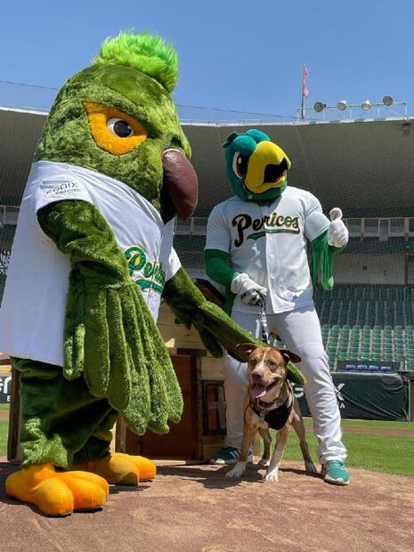 Los Pericos de Puebla adoptan a Hagen, un perrito rescatado