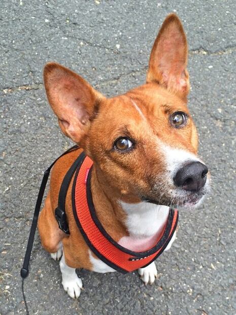 Basenji, conoce a la raza de perros que "no ladra"