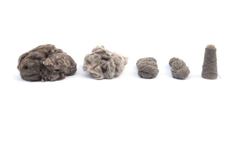 Diseñan tenis biodegradables hechos con pelo de perro