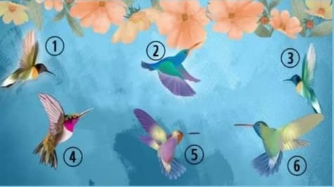 Dime que colibrí viste primero y te diré detalles secretos de tu personalidad