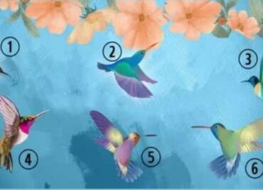 Dime que colibrí viste primero y te diré detalles secretos de tu personalidad