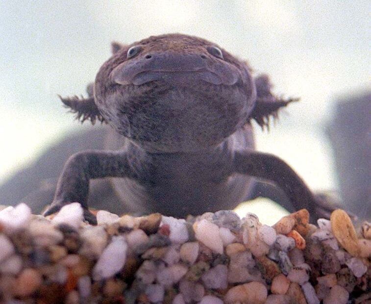 10 especies animales a punto de desaparecer