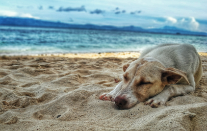 ¡Cuidado! El agua de mar puede intoxicar a tu perro
