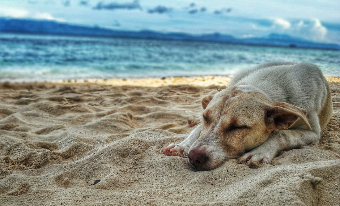Foto:  Ruel Madelo from Pexels