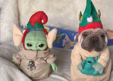 Conoce al perrito que es idéntico a Baby Yoda