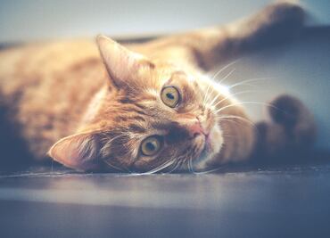 Los gatos son las mascotas preferidas de los ateos