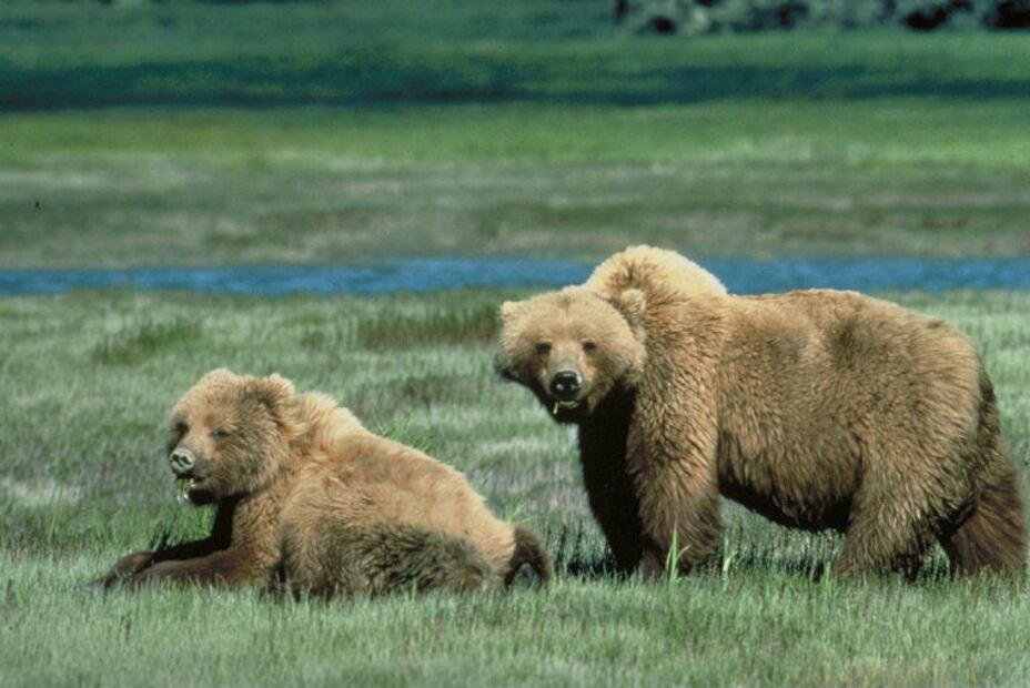 10 especies animales que se salvaron de la extinción