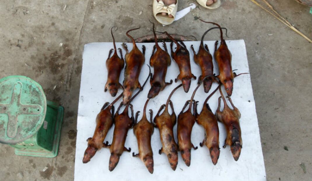 Detectan coronavirus en ratas que se sirven en restaurantes de Vietnam