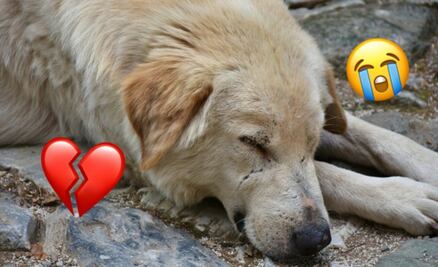 ¿Dónde denunciar maltrato animal en México? ¡No te quedes con las manos cruzadas!