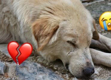 ¿Dónde denunciar maltrato animal en México? ¡No te quedes con las manos cruzadas!