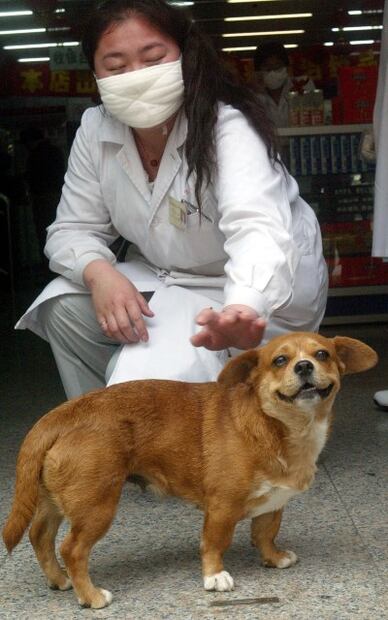 Se confirma el primer perro infectado de Coronavirus