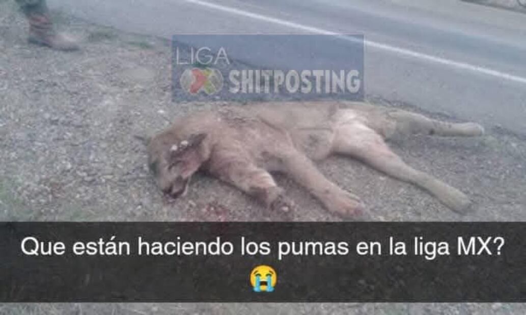 Pumas MEMES