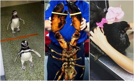 10 animales raros que pueden ser tus compañeros de vuelo