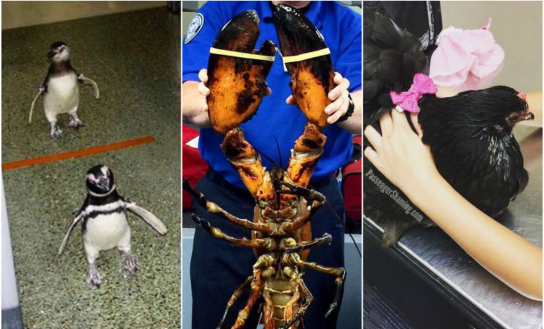 Fotos: instagram/tsa y passengershamming