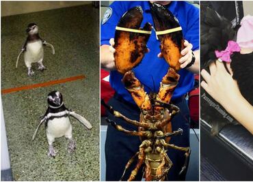 10 animales raros que pueden ser tus compañeros de vuelo