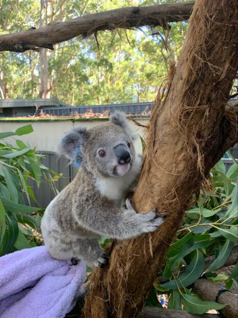 Koalas heridos en incendios de Australia regresan al bosque