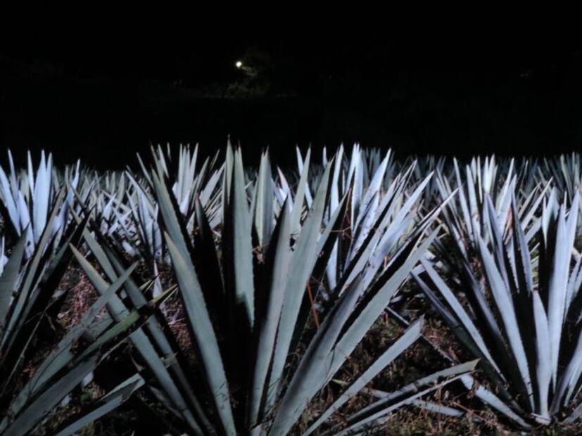 El mezcal y su relación con el mundo prehispánico