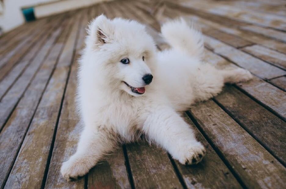 10 tips para que tu perro no destruya tu casa cuando sales