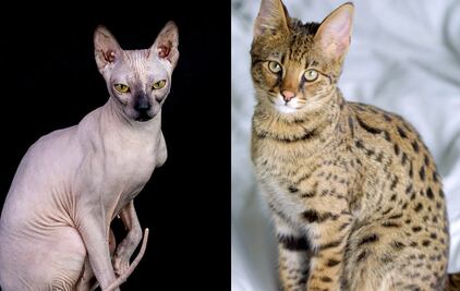 Las 10 razas de gatos más caras del mundo