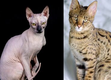 Las 10 razas de gatos más caras del mundo