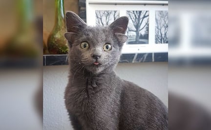 Midas, la gatita con cuatro orejas que conquista Instagram