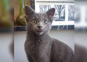 Midas, la gatita con cuatro orejas que conquista Instagram