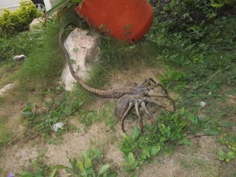 El origen del aguijón pica jopo, el “animal” que aterroriza Colombia