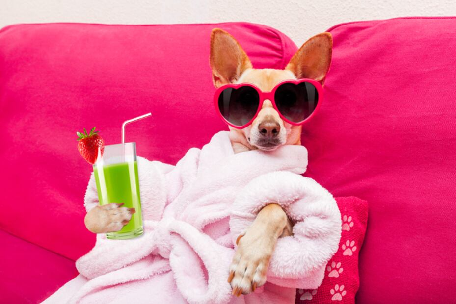Síntomas y recomendaciones para evitar un golpe de calor a tu mascota