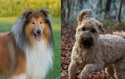 Las 10 razas de perro más temerosas