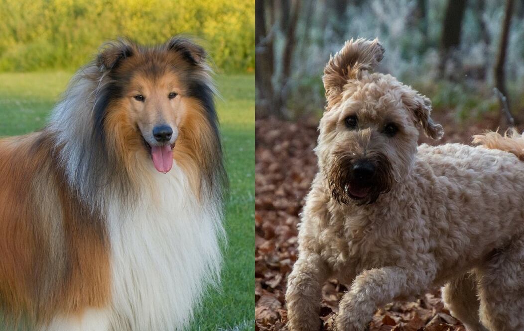 Foto: TeeFarm y Karen Arnold en Pixabay