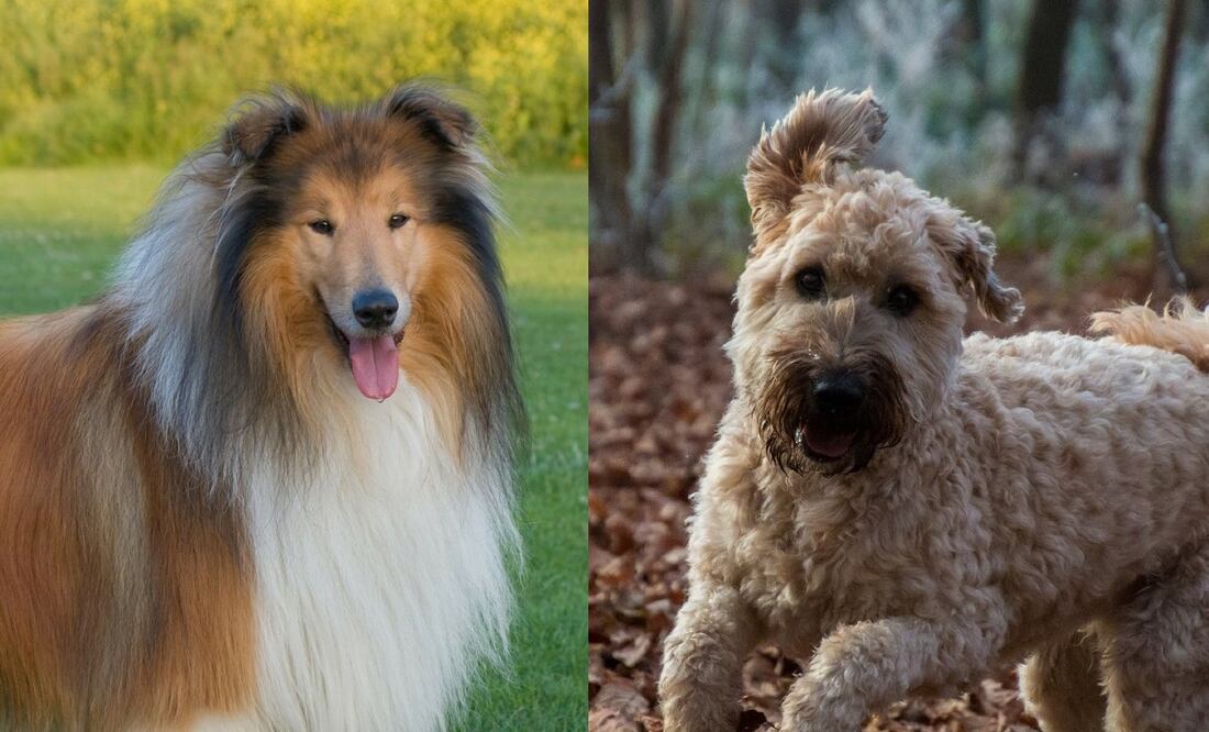 Foto: TeeFarm y Karen Arnold en Pixabay