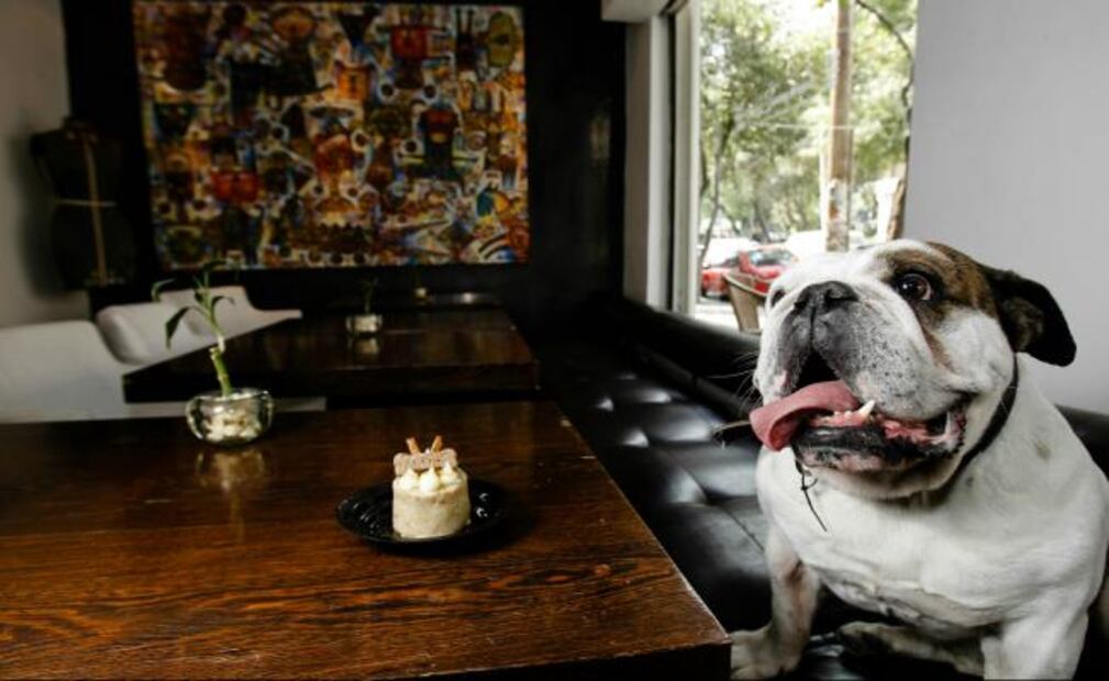 Las 10 colonias más pet-friendly de la CDMX