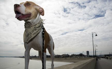 ¿Cómo cuidar a tu perro durante la cuarentena?